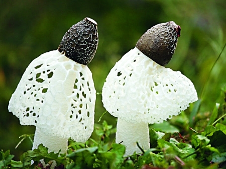 竹菌图册_360百科