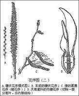葇荑花序图册_360百科