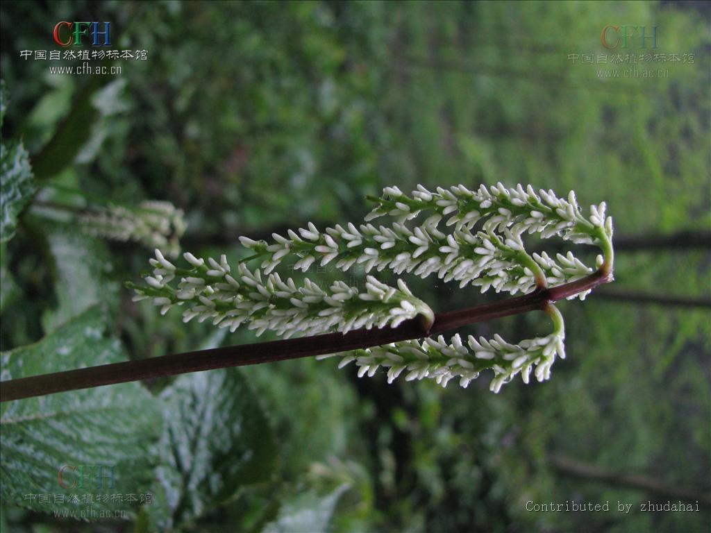 湖北金粟兰-药用植物花谱-图片