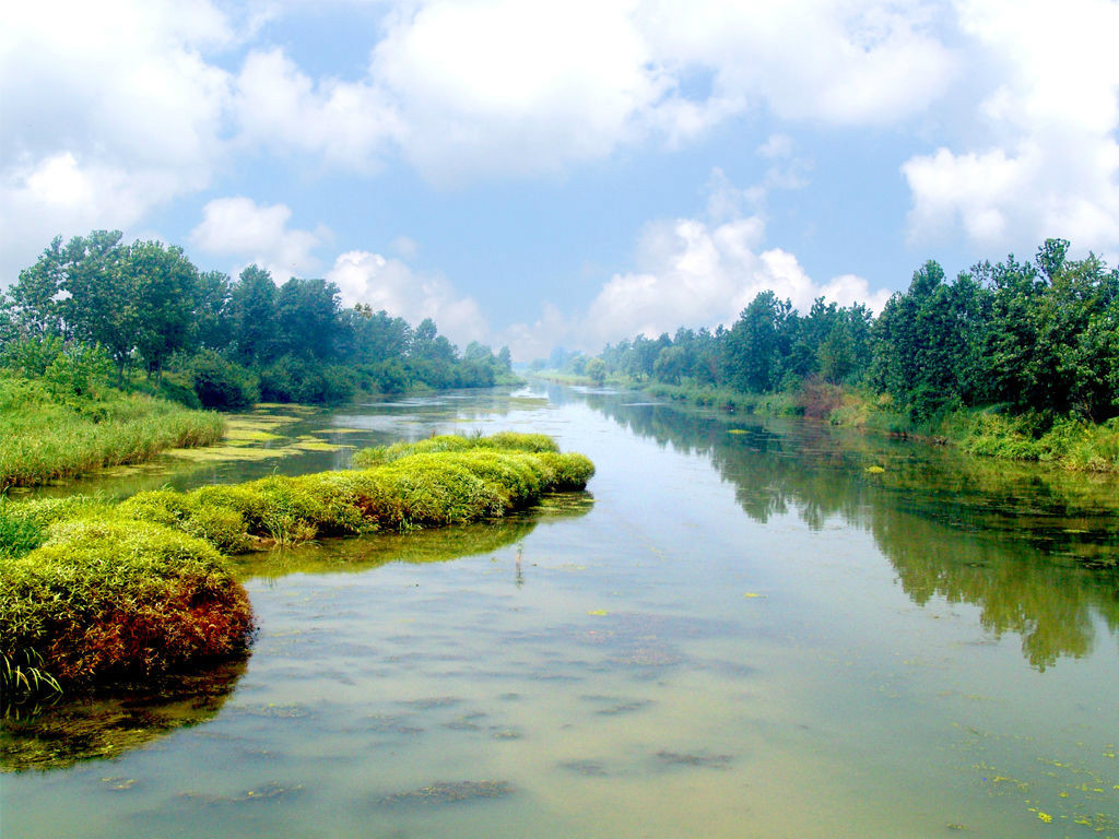 水生与湿生植物----中国湿地生态系统联盟