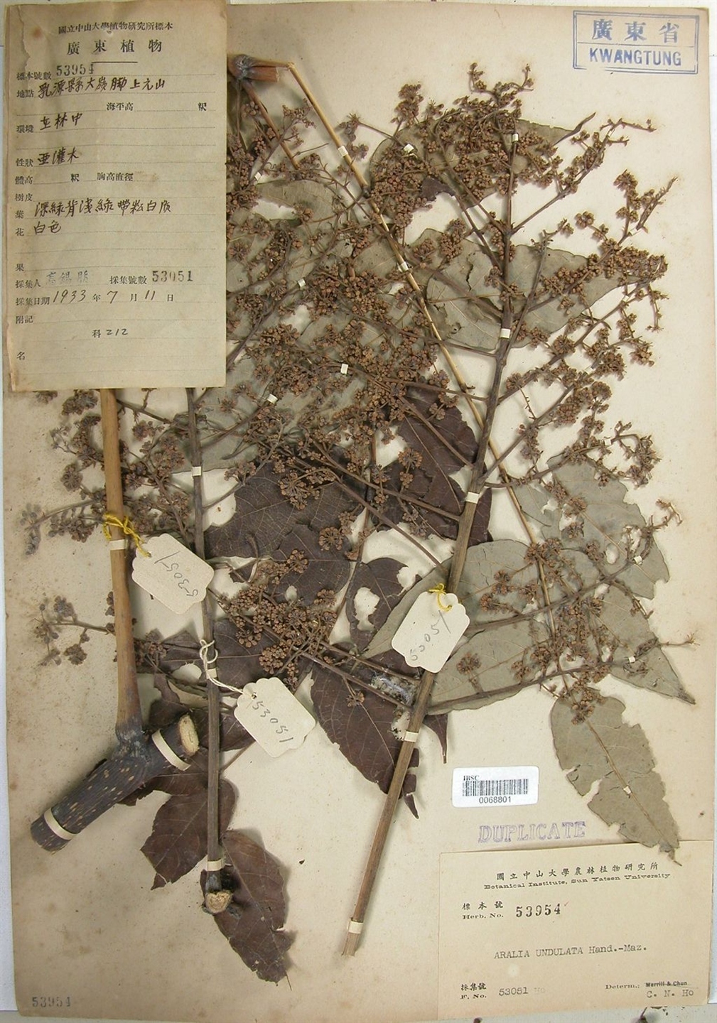 波缘楤木图册_360百科