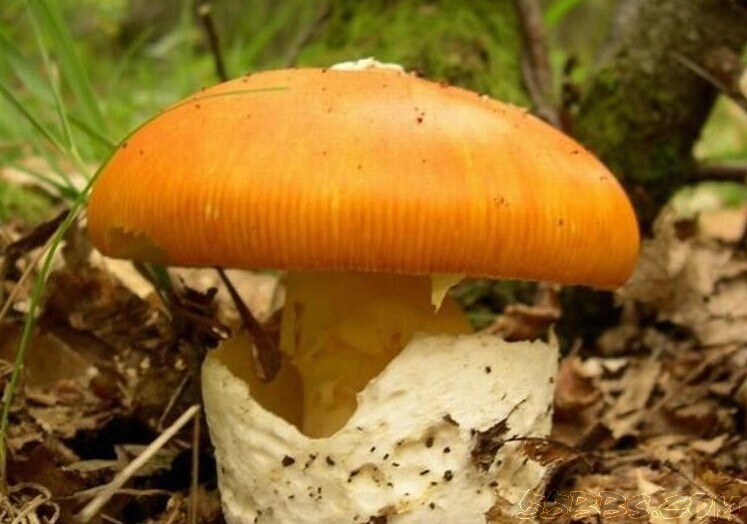 同担子菌亚纲图册_360百科