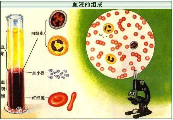 血液的成分与结构_360新知