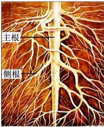 根图册_360百科