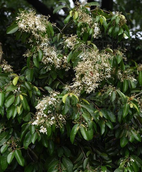 青梅图册_360百科