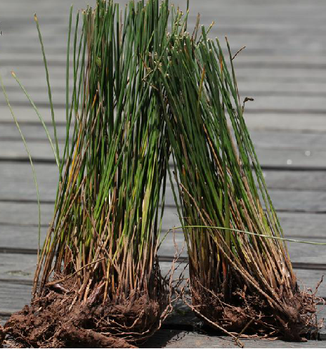 石龙刍根图册_360百科