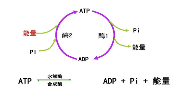 独特的什么是atp的插图