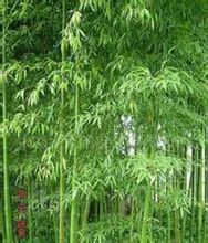 钢竹图册_360百科