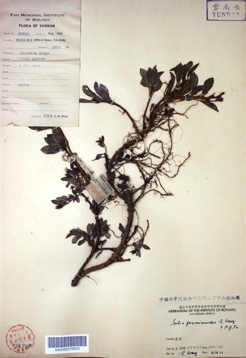 藏匐柳图册_360百科