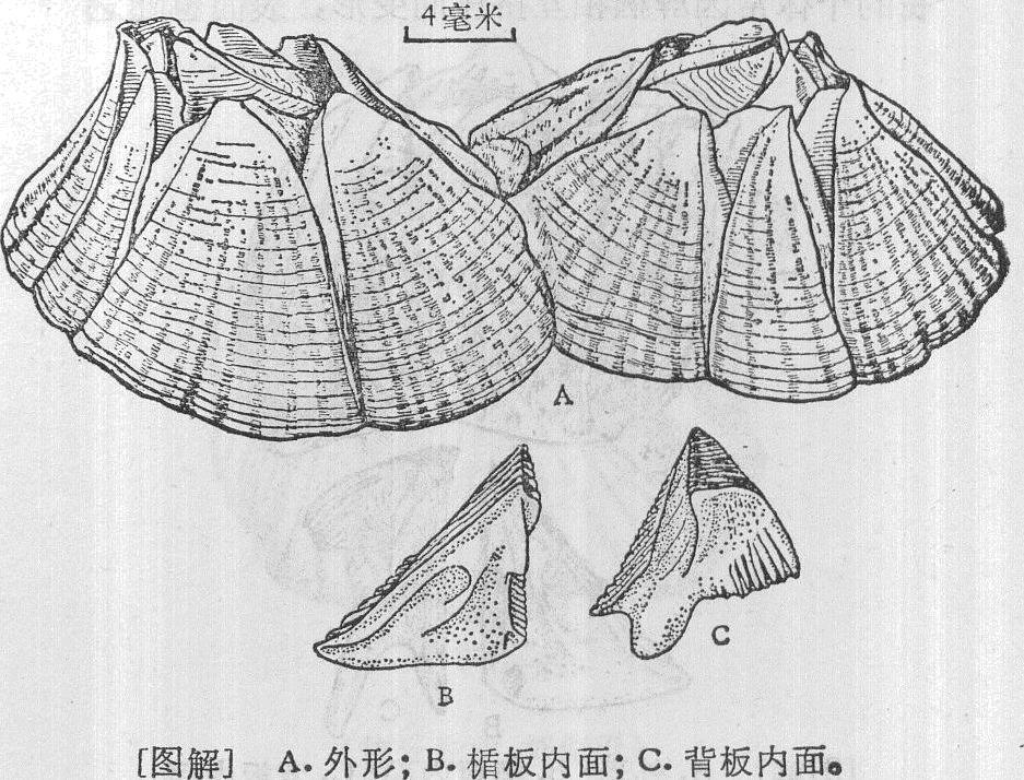 网纹藤壶图册_360百科