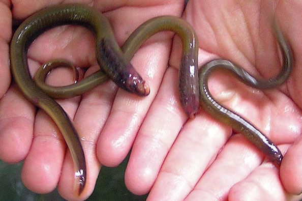 七鳃鳗的幼体是什么?有何形态结构特点_360问答