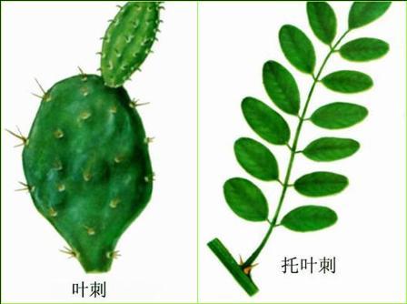 叶刺图册_360百科