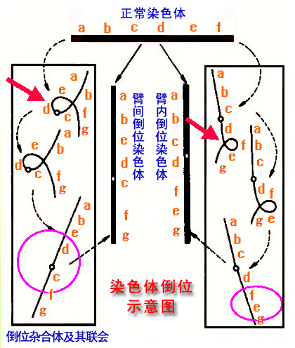 倒位图册_360百科
