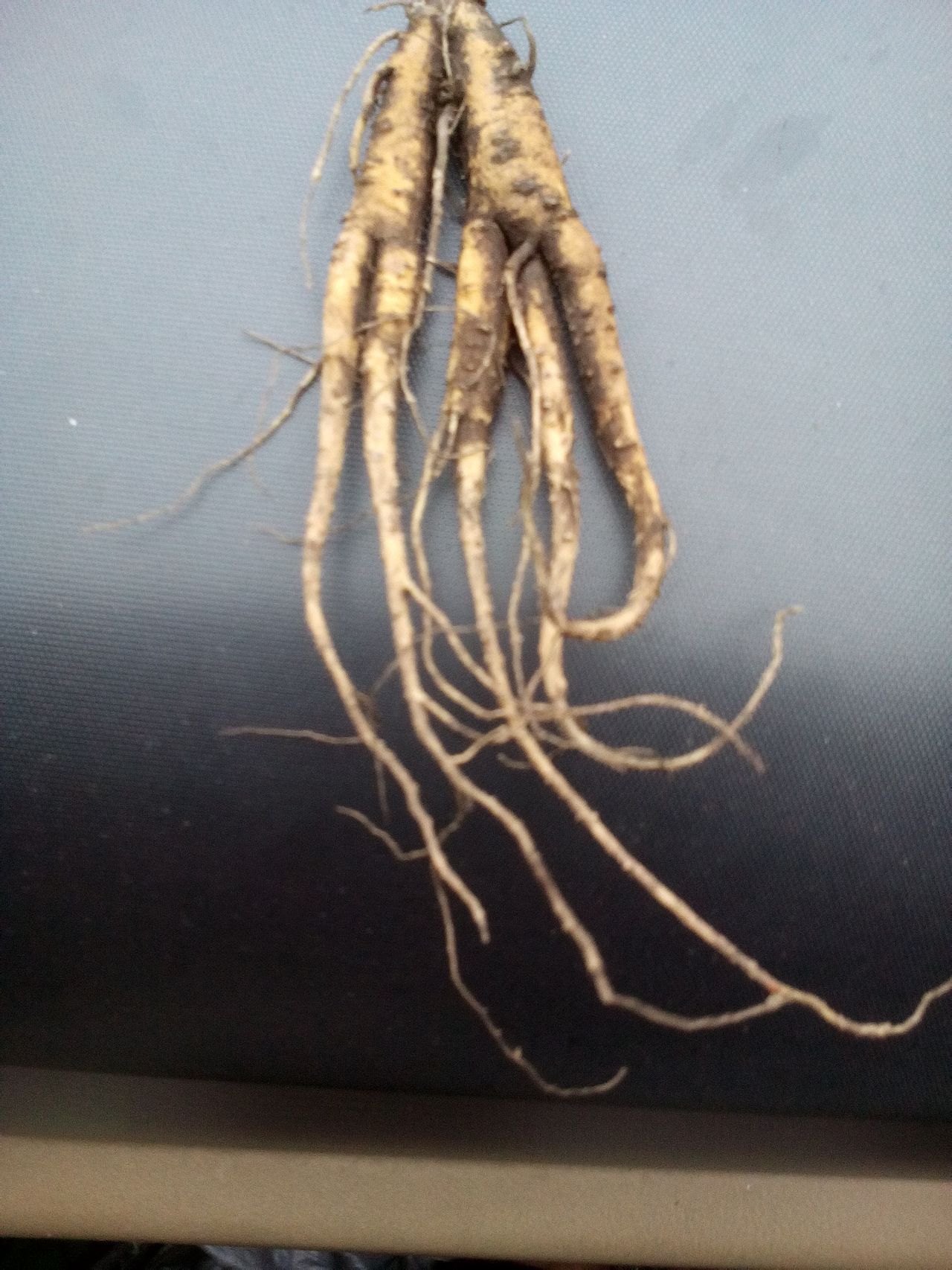 藓生马先蒿图册_360百科