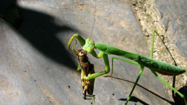 螳螂和蝗虫有什么区别?。