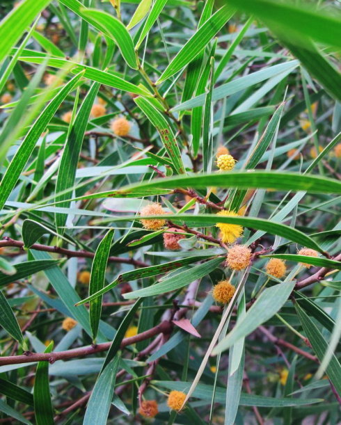 柳叶桉图册_360百科