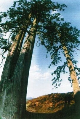杉木王图册_360百科