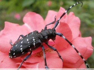 山春牛吃什么东