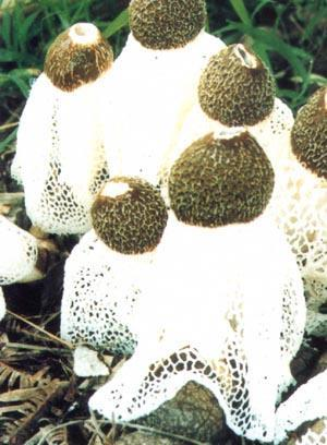 长裙竹荪图册_360百科