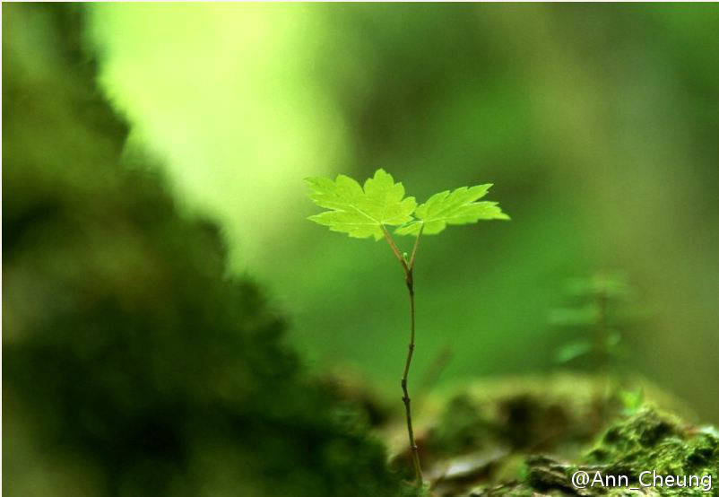 蘅芜图册_360百科