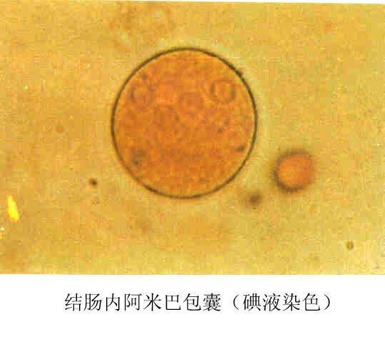 内阿米巴属图册360百科 
