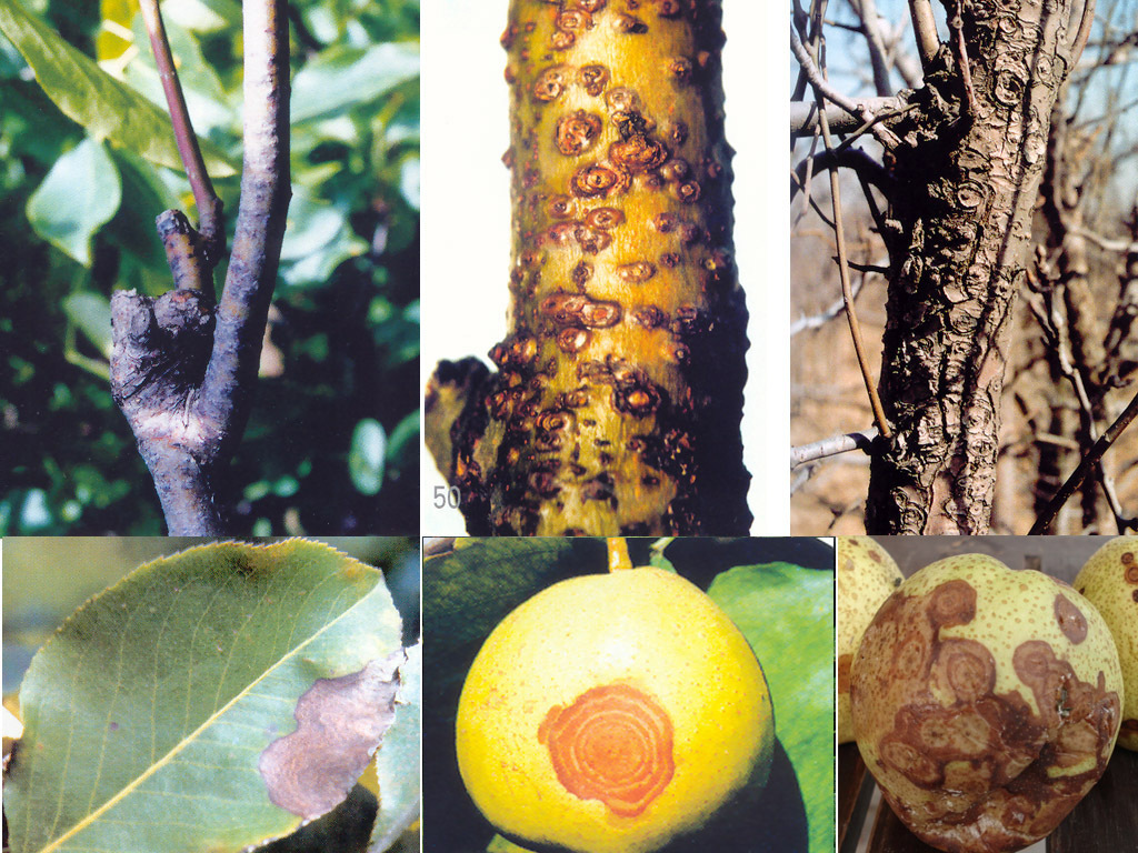 梨轮纹病图册_360百科