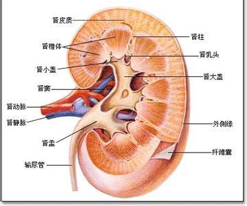 肾窦示意图图片