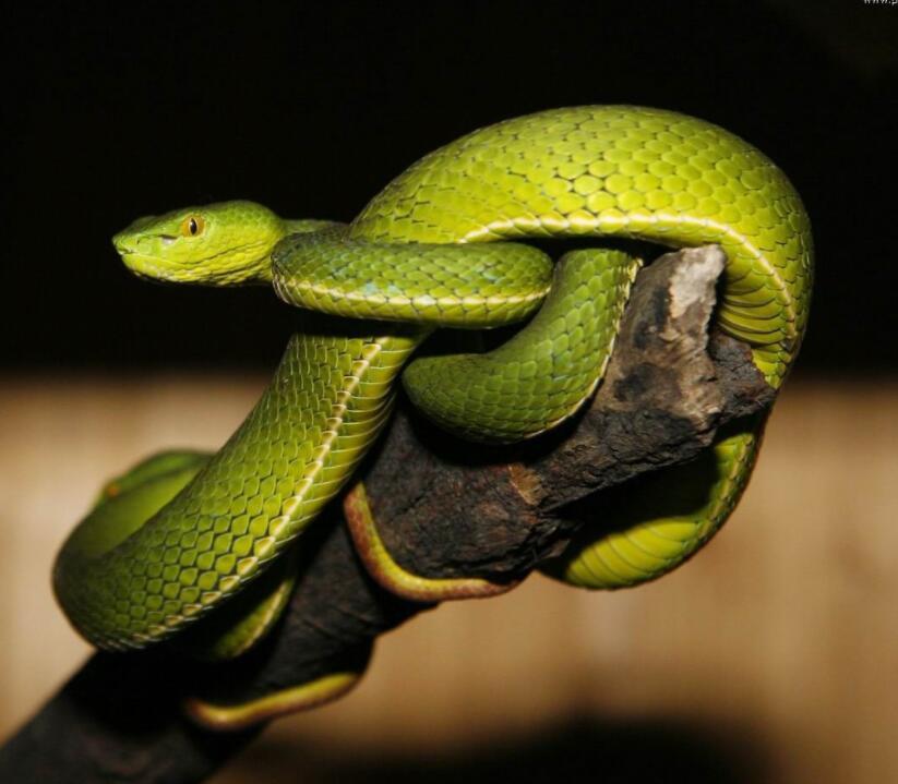 竹叶青蛇图册_360百科