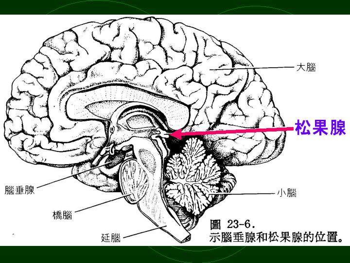 松果腺图册_360百科