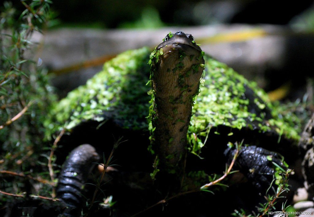 太平洋绿龟图册