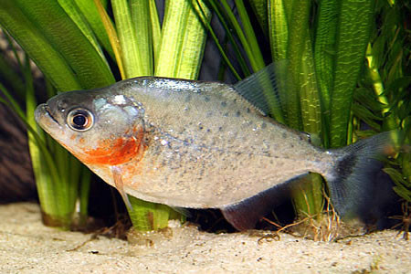 桑切氏锯脂鲤图册_360百科