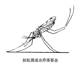 按蚊属图册_360百科