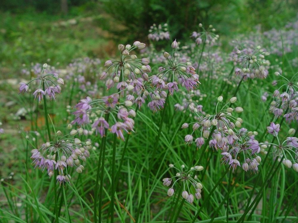 藠头图册_360百科