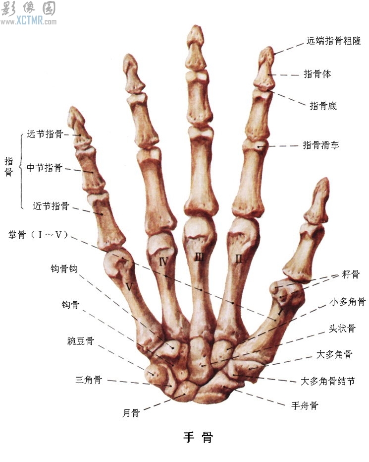 手骨图册_360百科