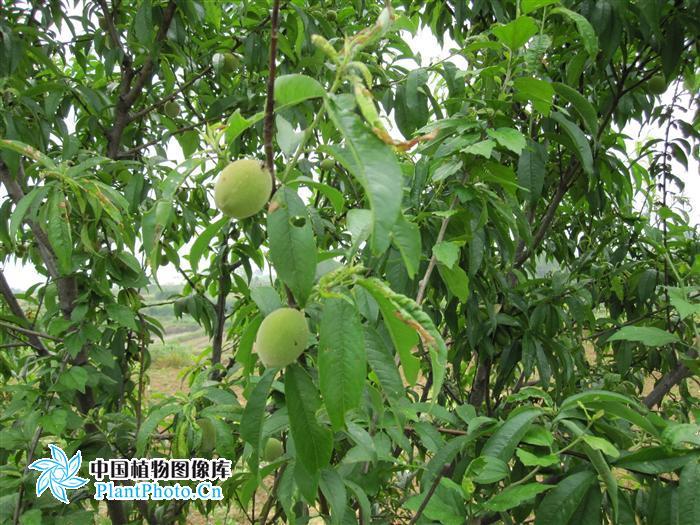 甜味扁桃图册_360百科