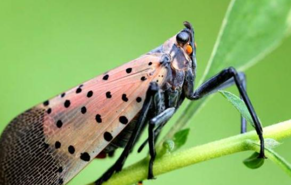 花大姐是什么昆虫?_360问答