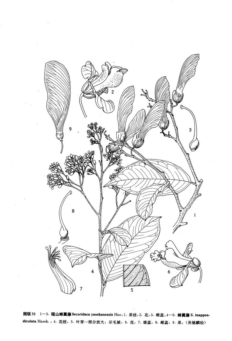 蝉翼藤图册_360百科