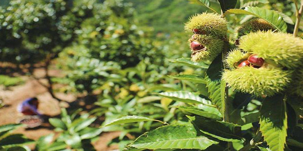 告诉你板栗与锥栗的区别,如何区别锥栗与板栗_360新知