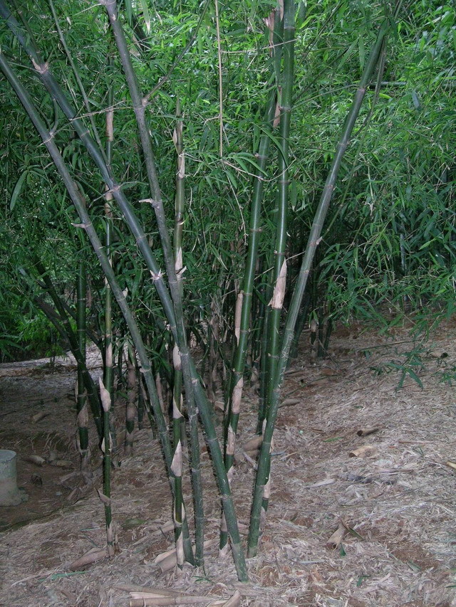 东兴黄竹图册_360百科