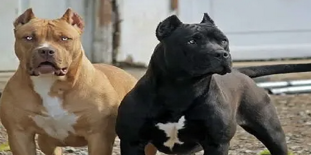 世界八大恶犬排行:藏獒都排不上号_360新知
