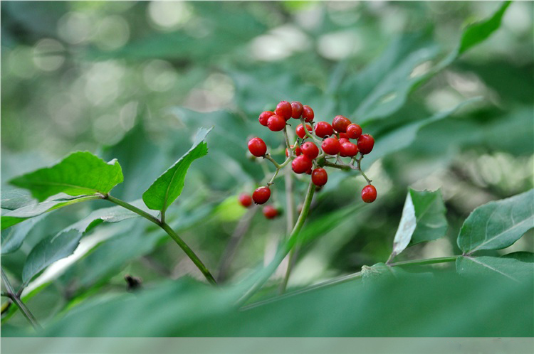 高粱花图册_360百科
