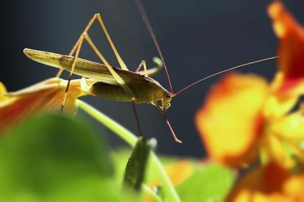 螳螂和蝗虫有什么区别?。
