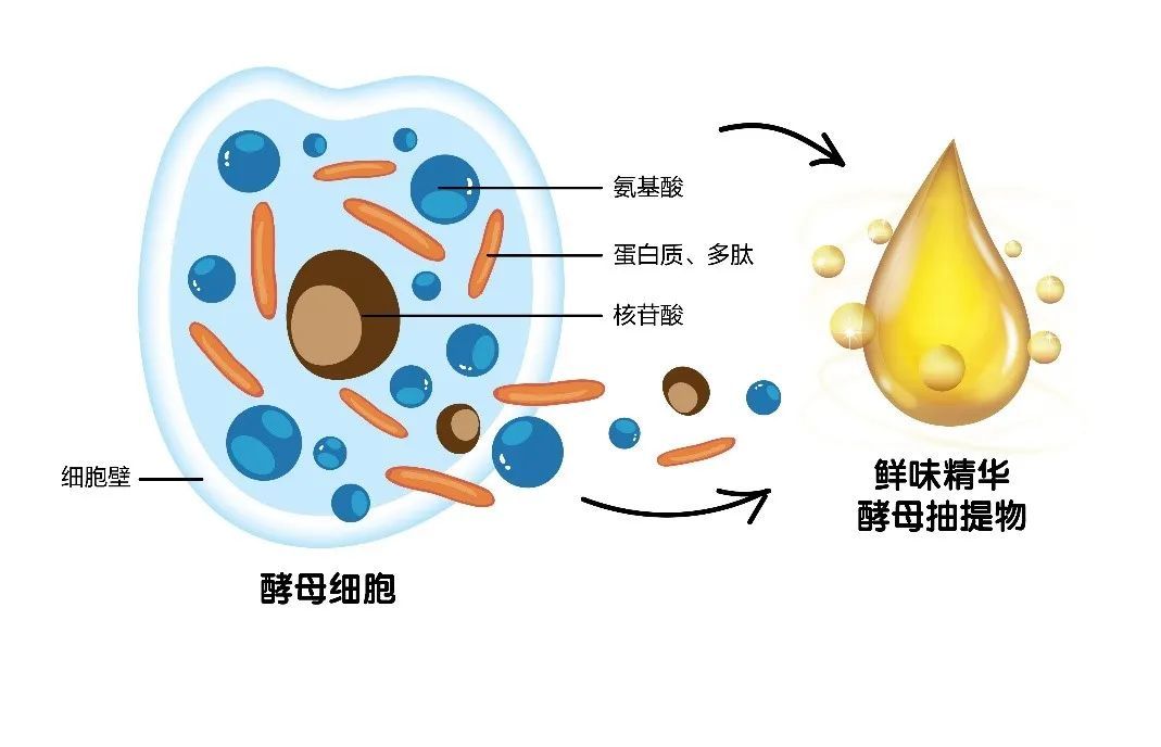 酵母抽提物图册360百科 