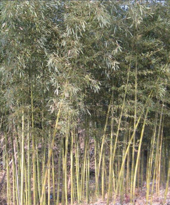 淡竹图册_360百科