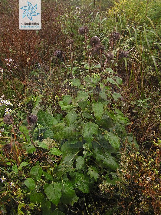 山牛蒡图册_360百科