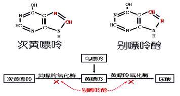 次黄嘌呤鸟嘌呤磷酸核糖基转移酶图册_360百科