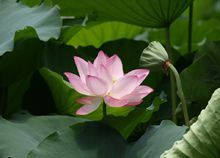 菡萏图册_360百科