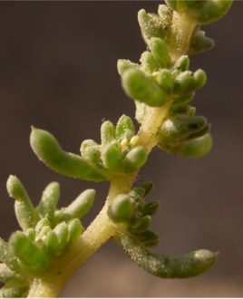 白茎盐生草图册_360百科