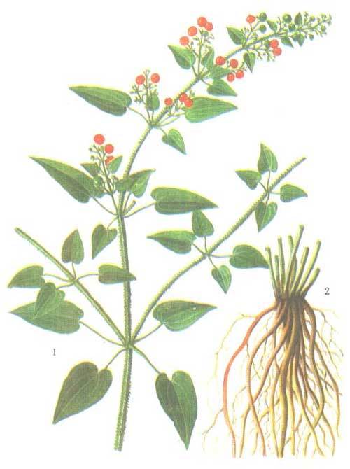 茜草图册_360百科