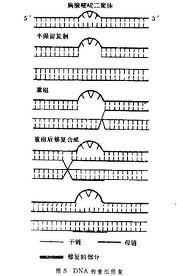 DNA损伤修复_360百科